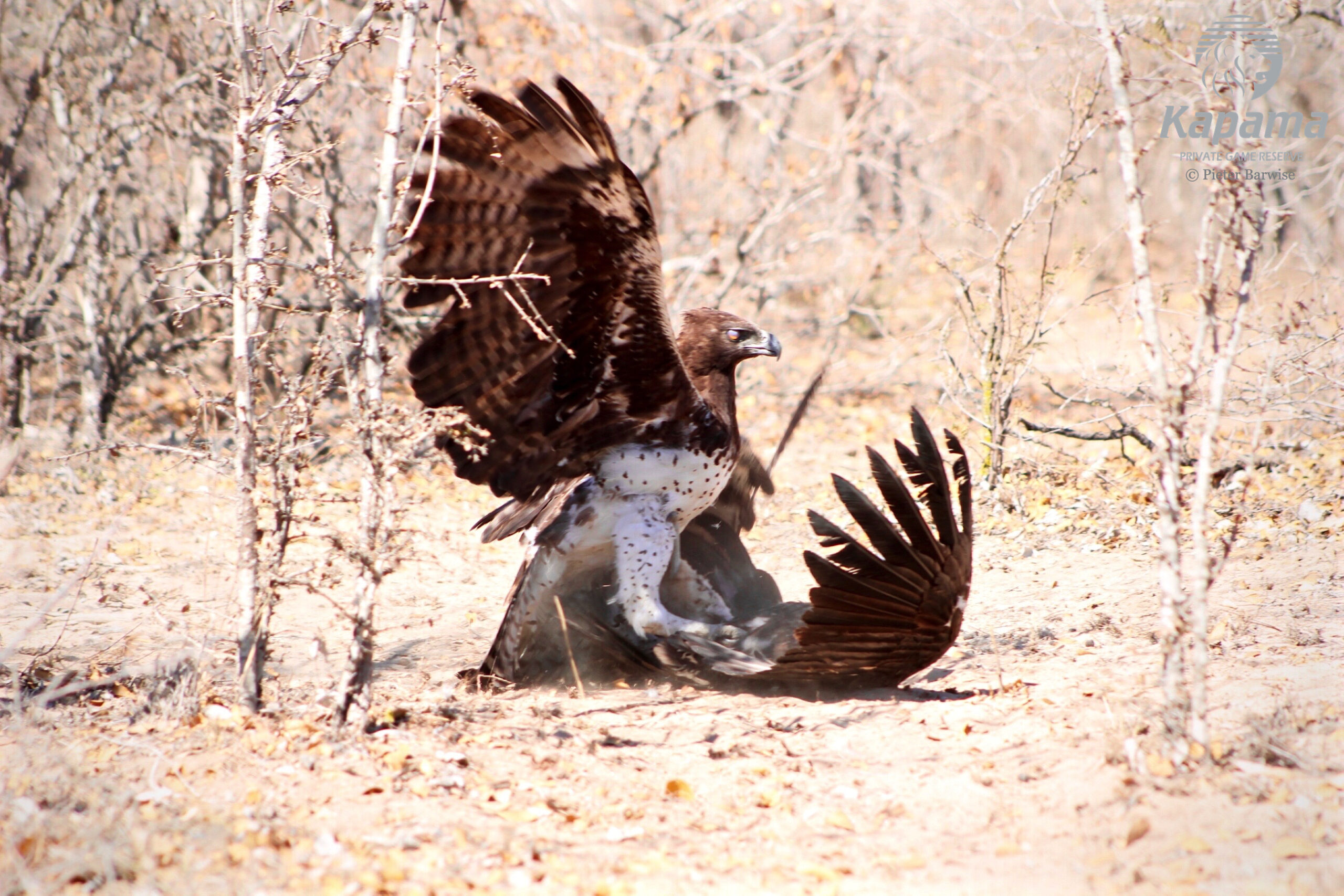 Martial eagle victory over vulture