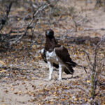 Martial eagle
