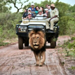 Lion sighting in Kapama reserve