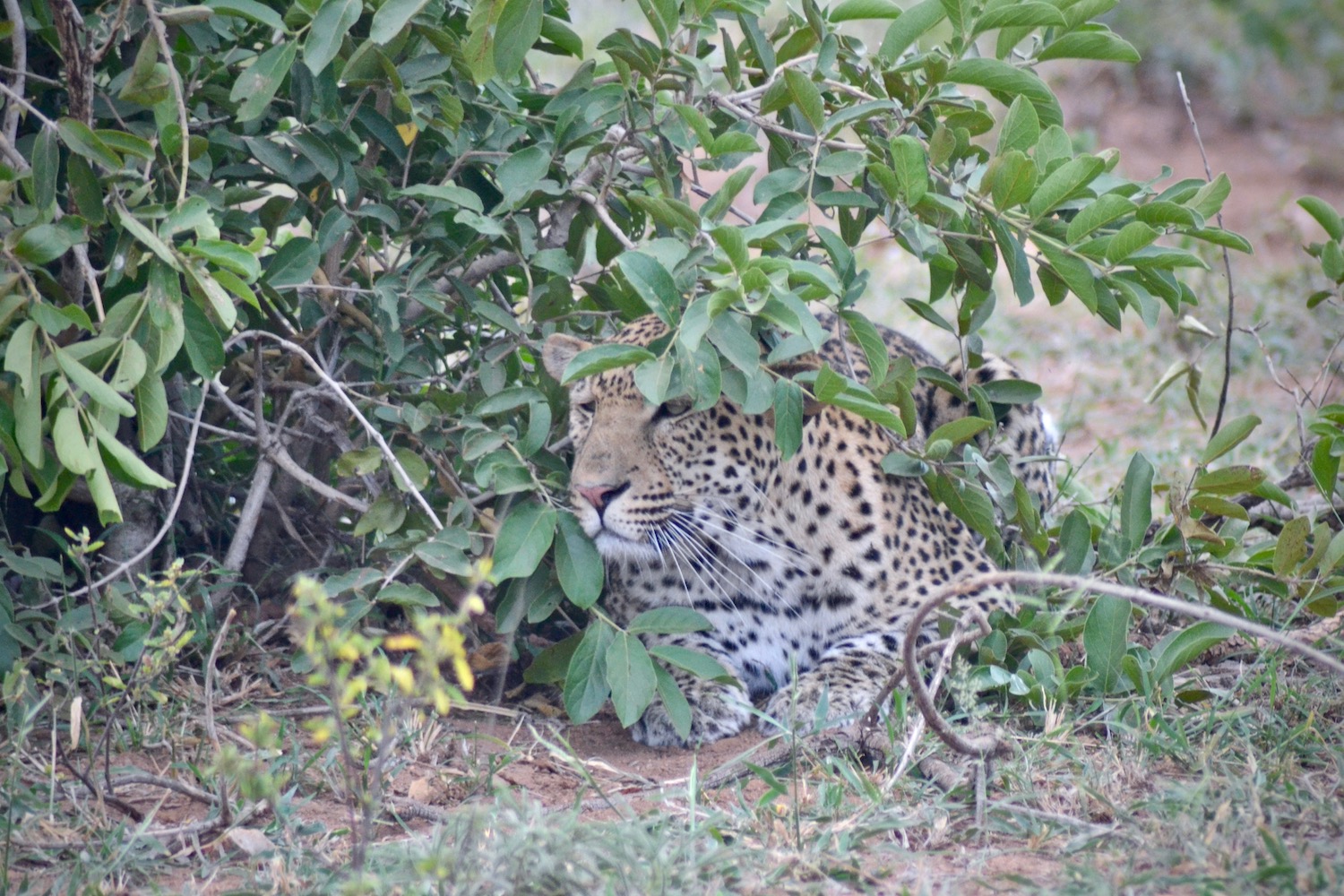 Leopard stalks warthog