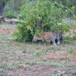 Leopard hiding from warthog
