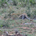 Leopard stalks warthog