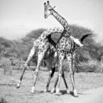 Giraffe Necking