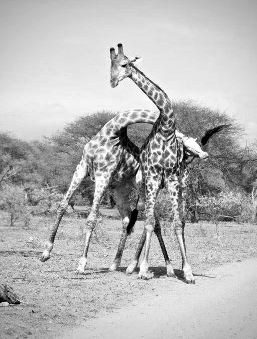 Giraffe Necking