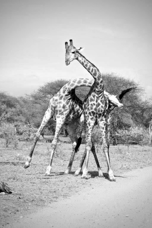 Giraffe Necking