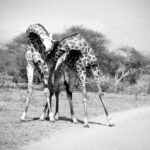 Giraffe Necking