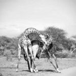 Giraffe Necking