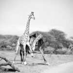 Giraffe Necking