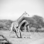 Giraffe Necking