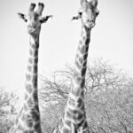 Giraffe Necking