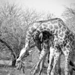 Giraffe Necking