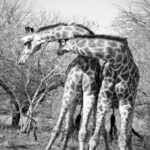 Giraffe Necking