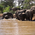 Elephant herd enjoys full waterhole after draught