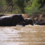 Kapama has albino elephant on reserve