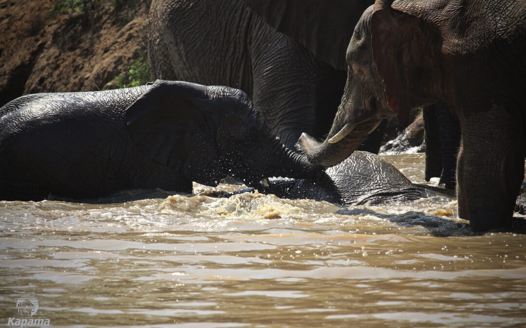 Traits of albino elephant at Kapama