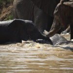 Traits of albino elephant at Kapama
