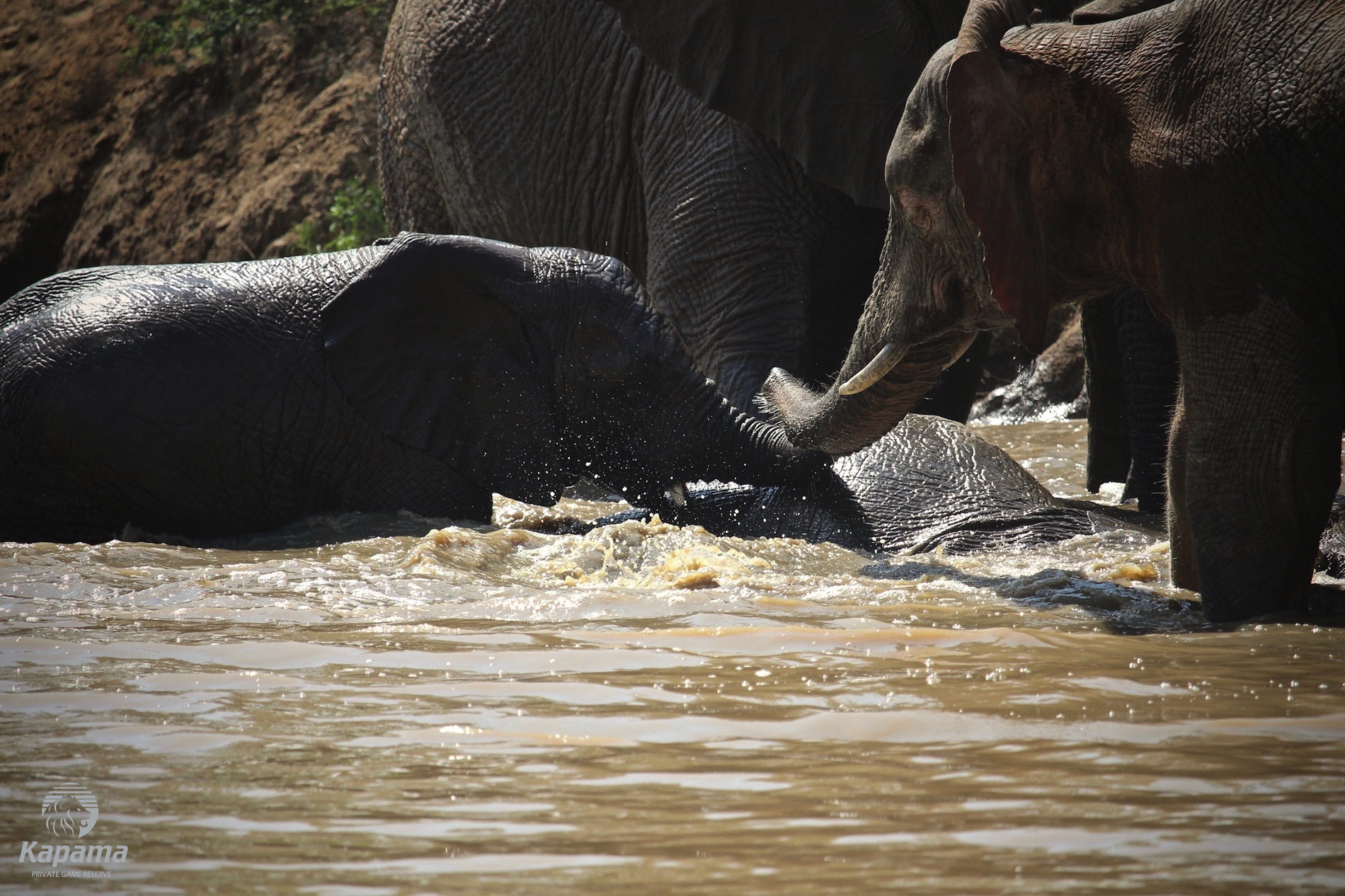 Traits of albino elephant at Kapama