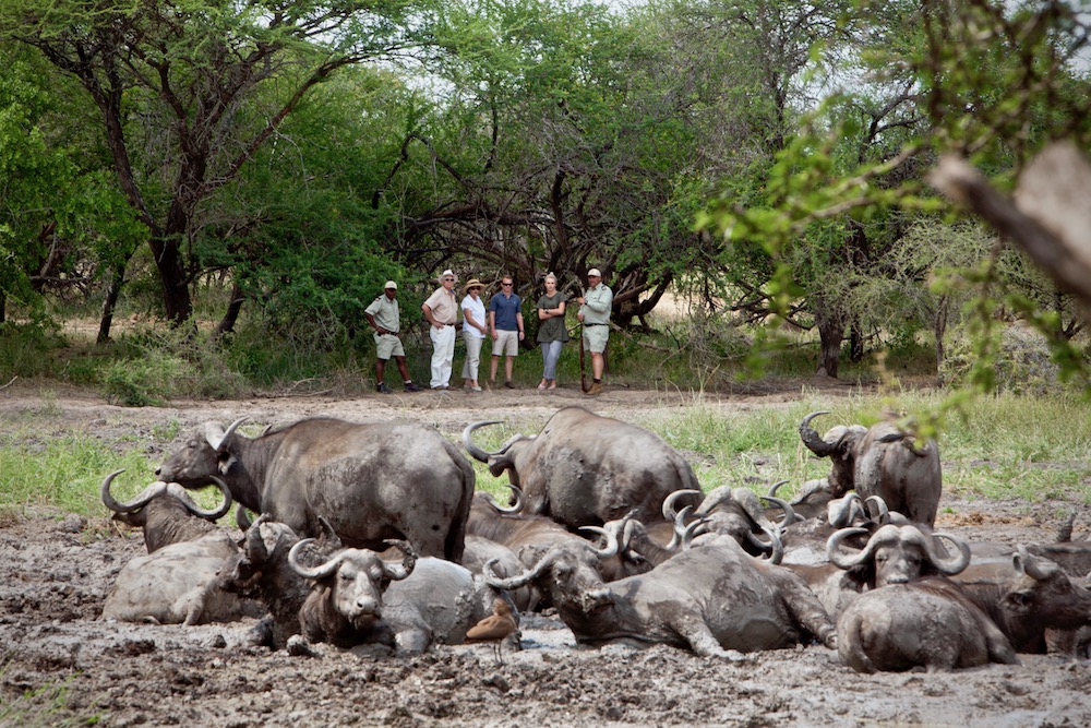 8 Reasons to take a Walk on the Wild Side