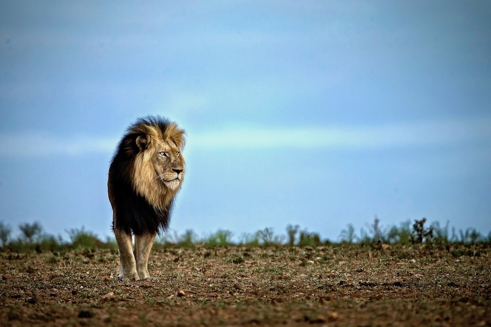 Rise of the New Kings