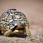 Leopard Tortoise Kapama