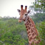 Giraffe on alert - Jeffrey Mmadi