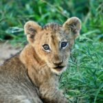 Lion cubs - Jeffrey Mmadi