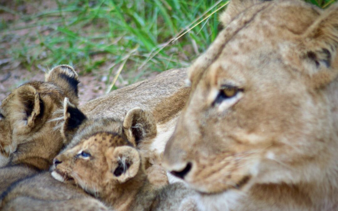Lioness with cubs - Jeffrey Mmadi