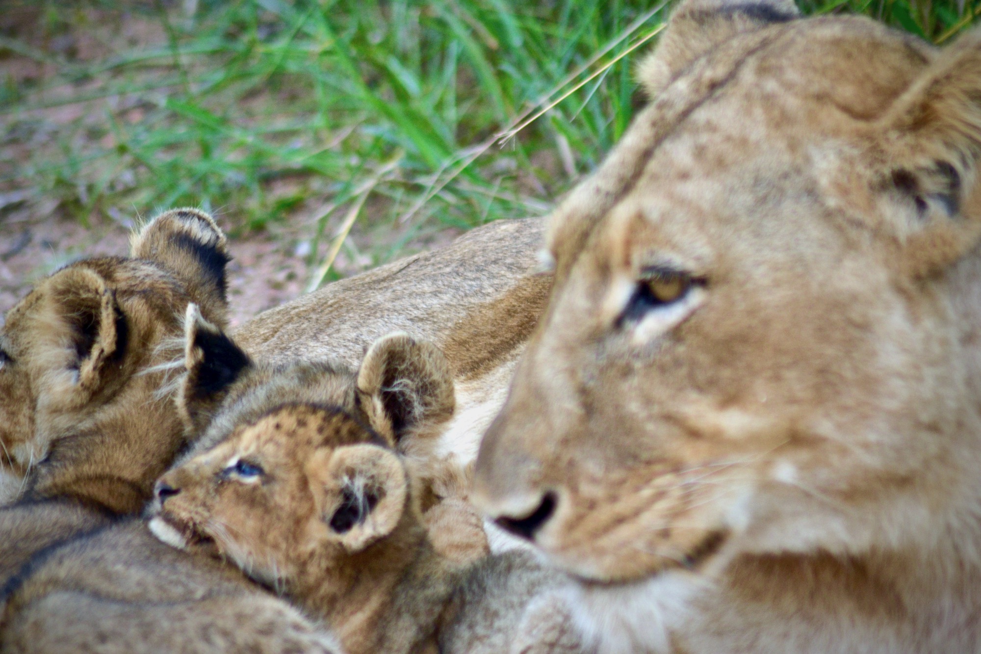 Lioness with cubs - Jeffrey Mmadi