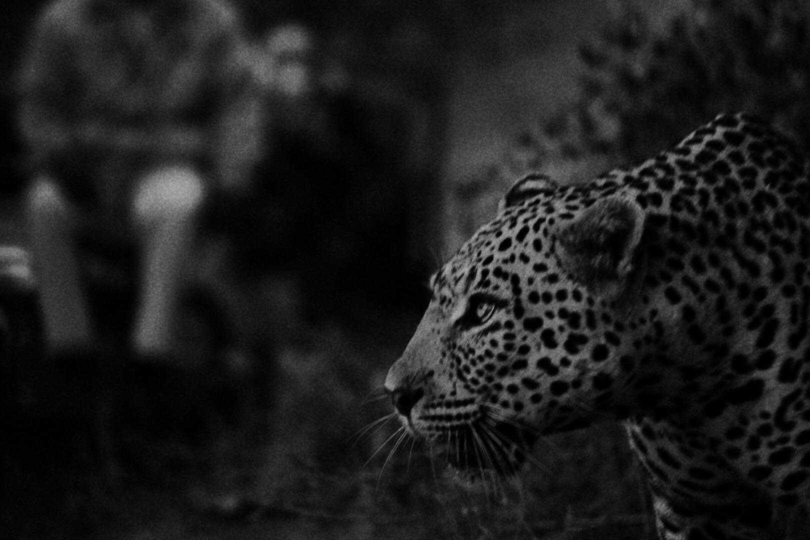 Leopard at night