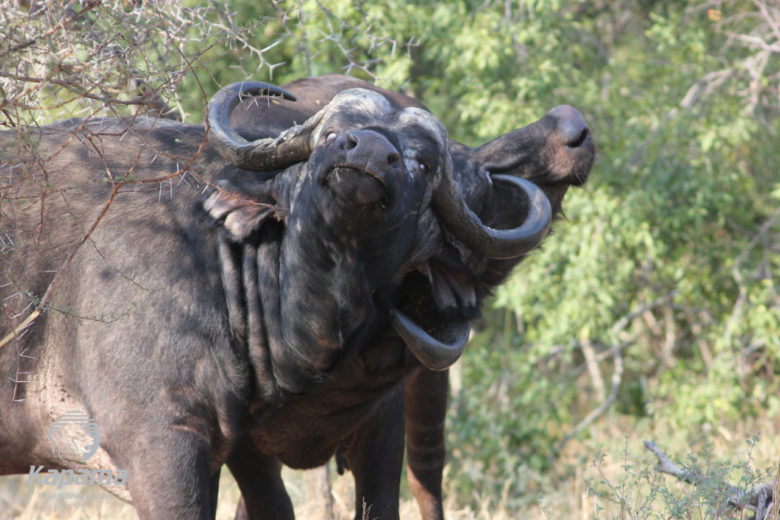 Kapama buffalo bulls