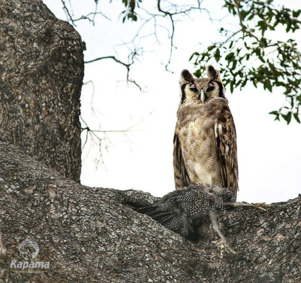 Eagle Owl of Kapama