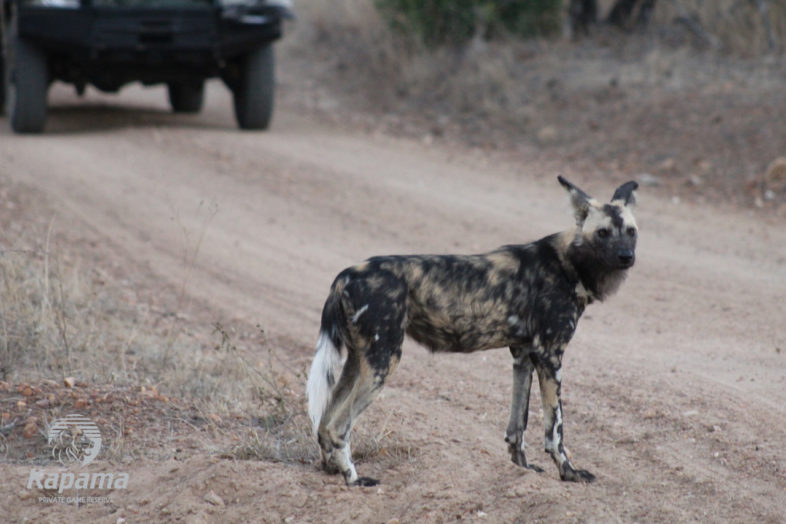 Wild dog on Kapama