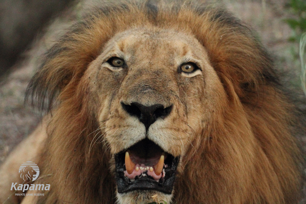 Kapama male lion