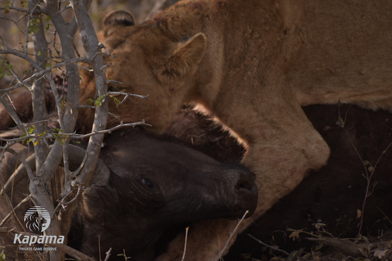 lion attached buffalo