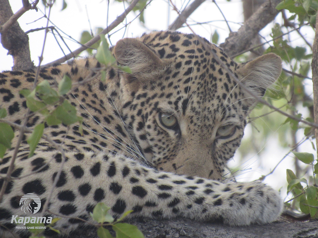 Kapama leopard in tree