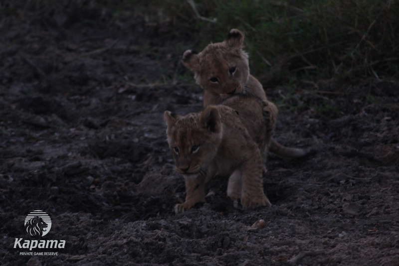Lion cubs playing