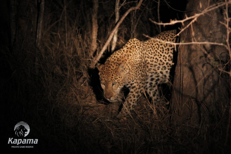 Leopard on the ground