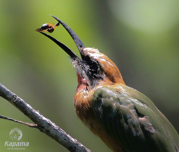 White fronted bee eater bird