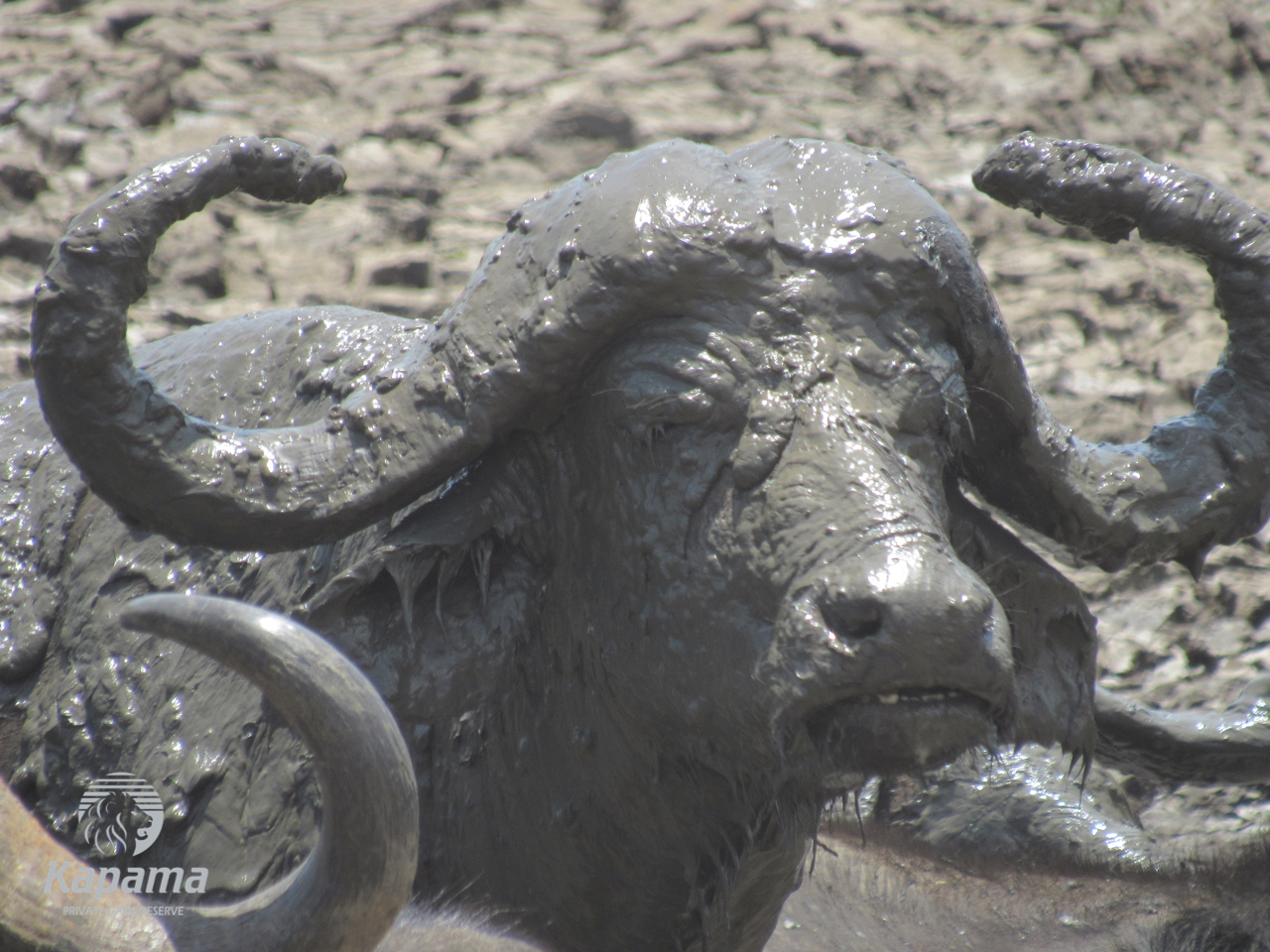 Big 5 Kapama buffalo