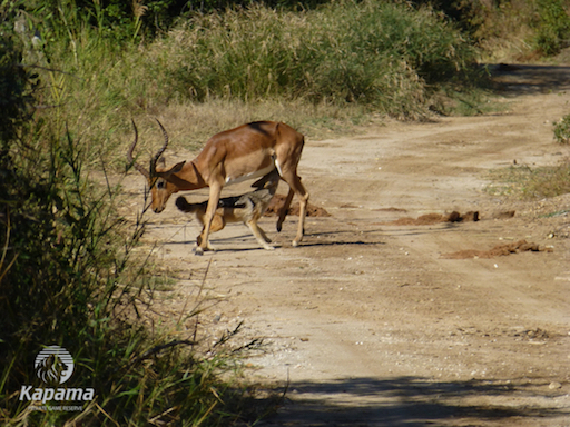 Impala jackal