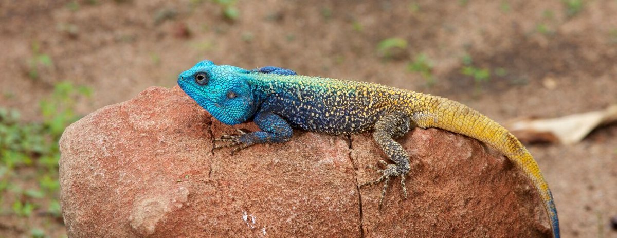 Tree agama
