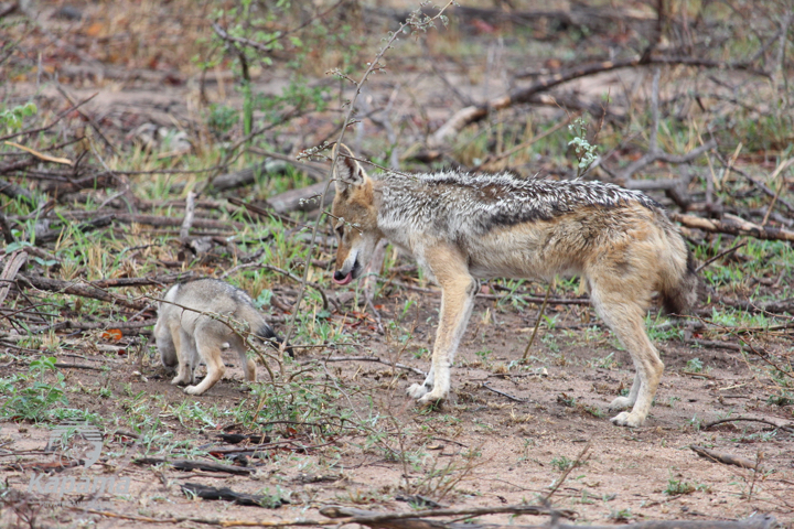 Jackal and cub