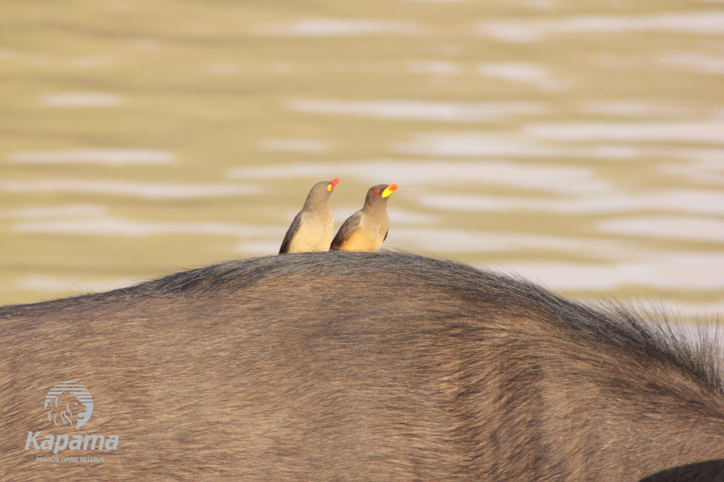 red and yellow billed ox pecker