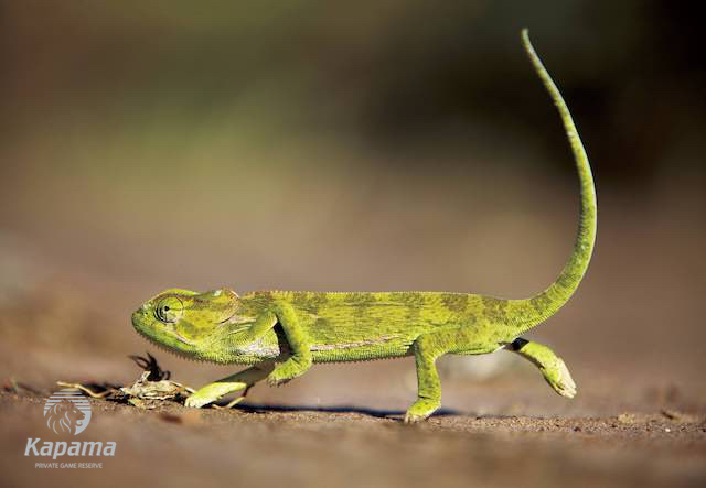 chameleon