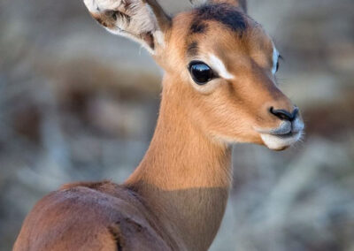kapama impala