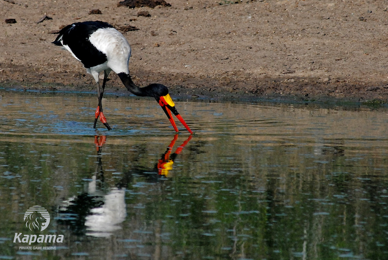 Saddle-billed stork - Kapama
