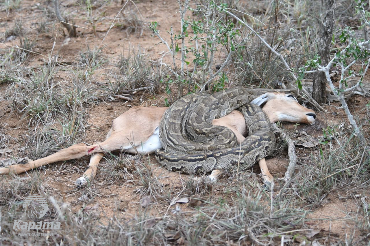 Kapama python killing an impala