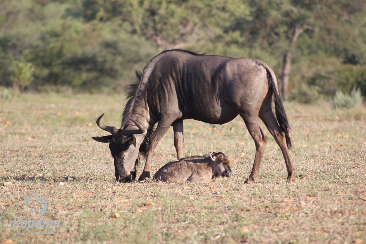 Kapama blue wildebeest and calf