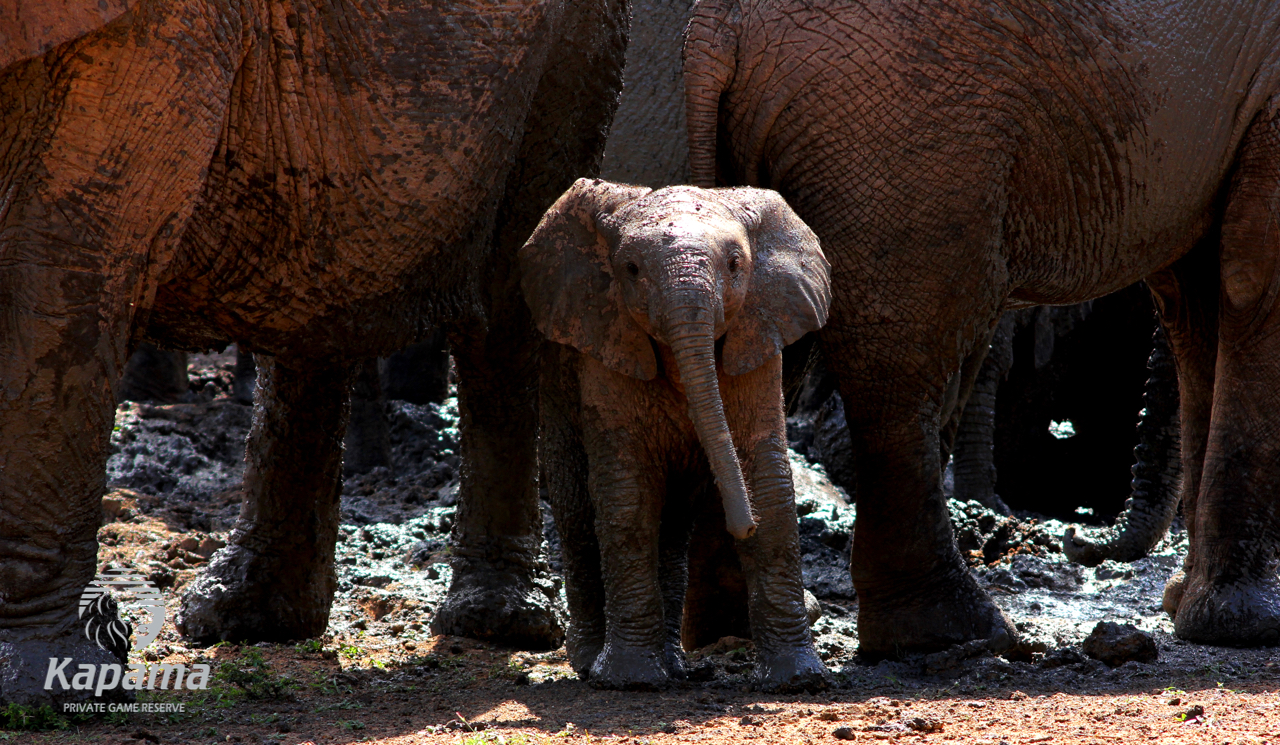 kapama elephants in mud 4