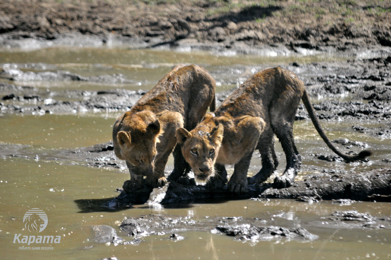 Kapama Lion cubs
